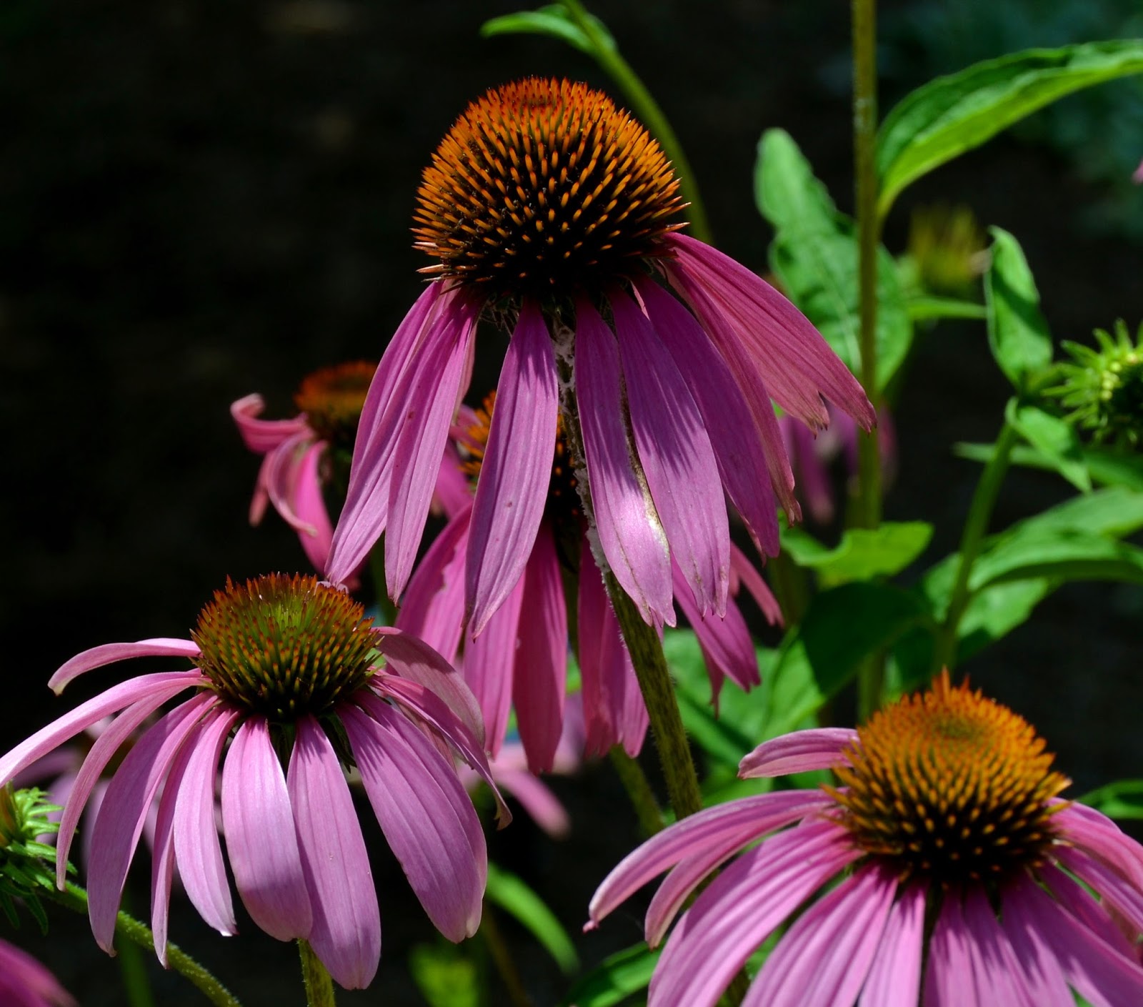 Cone Flower 2